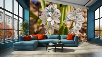 Puschkinia scilloides - view of blooming spring flowers growing in a garden  Wall mural