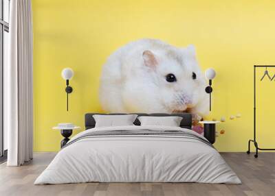 A small fluffy hamster eats dry food on yellow background close-up. Wall mural