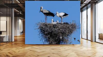 A stork bird with chicks in a nest against a blue sky background, white storks stands in nest. Ciconia ciconia Wall mural