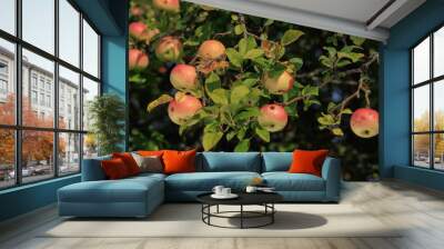 Apples on branches of apple trees on a sunny day. Wall mural