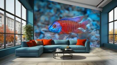 Copadichromis borleyi Kadango Red freshwater fish Wall mural