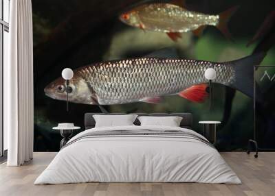 European Chub Squalius Cephalus fish Wall mural