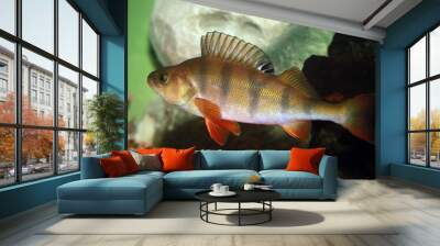 European perch - Perca fluviatilis. Wall mural