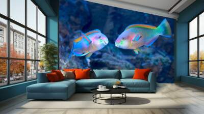 Parrotfish on the coral reef Wall mural