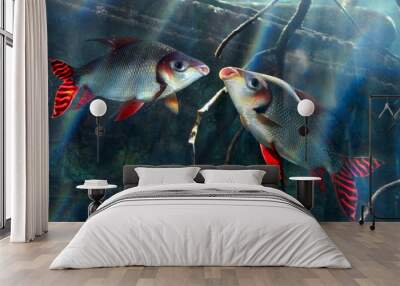 Two fish flagtail characin (Semaprochilodus taeniurus or Silver prochilodus) Wall mural