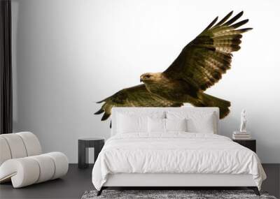 Birds of prey - Common Buzzard (Buteo buteo) isolated on white background Wall mural