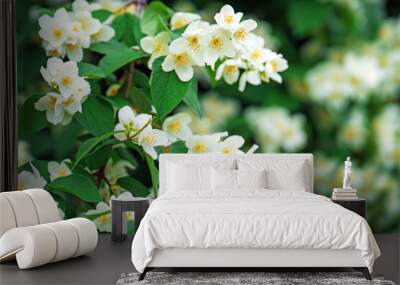 Blooming mock orange (Philadelphus) flowers, with a jasmine-like appearance, exuding fresh fragrance Wall mural