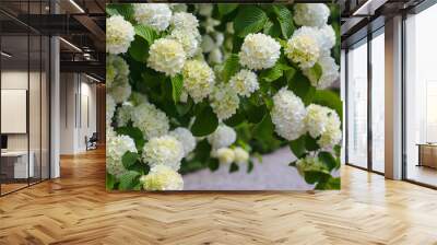 Branches of a flowering white bush of hydrangea close-up on a blurred background in the botanical garden Isola Bella, Pallazzo Italy, Borromean islands, white inflorescences and green leaves Wall mural