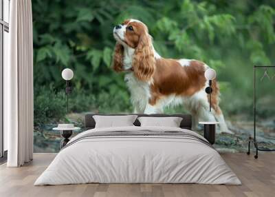 cavalier king charles spaniel Wall mural