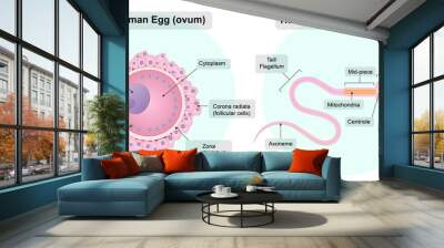 Human germ cells. An egg cell. Spermatozoon Wall mural