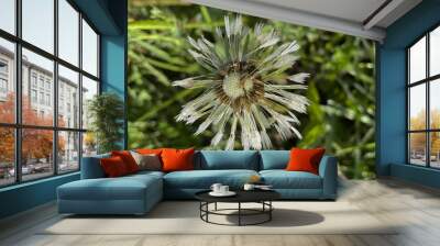 Close-up of a wet dandelion flower Wall mural