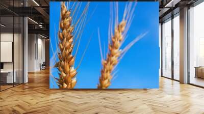 ear of wheat on blue sky Wall mural