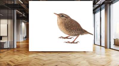 Eurasian Wren, Troglodytes troglodytes, isolated on white background. Wall mural