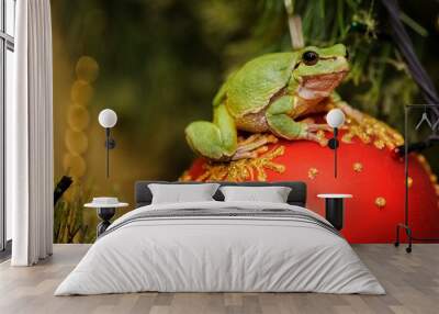 European green tree frog (Hyla arborea formerly Rana arborea)on a christmas toy Wall mural