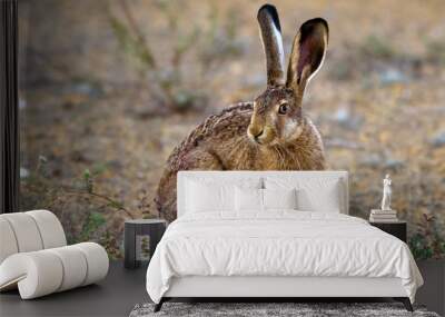 European hare stands on the ground and looking at the camera.  Lepus europaeus Wall mural