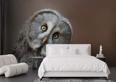 Great grey owl Strix nebulosa, also known as Great gray owl Wall mural