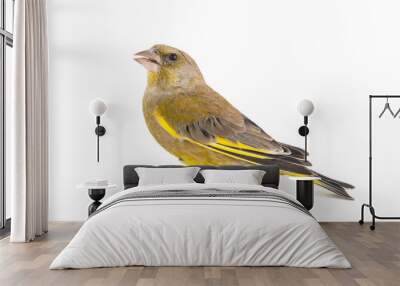 Greenfinch isolated on a white background. Male European Greenfinch (carduelis chloris) Wall mural