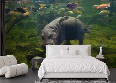 Hippo, pygmy hippopotamus under water Wall mural