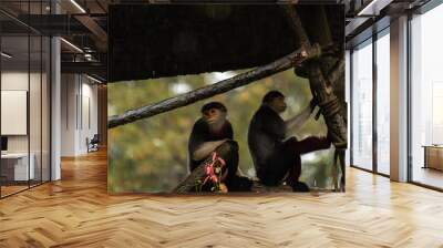 Family of Red-shanked Douc (Pygathrix nemaeus) hidiing under te roof with the flowers in te foreground Wall mural