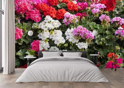 A bright red pink and white geranium flowers with green burgeons and leaves are in the summer garden Wall mural