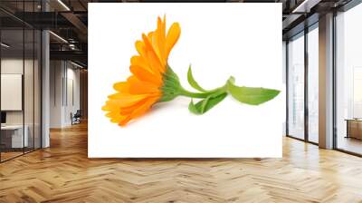 marigold flower head isolated on white background. calendula flower. macro Wall mural