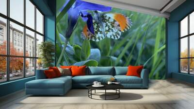 Orange butterfly on a purple flower on a green summer meadow Wall mural