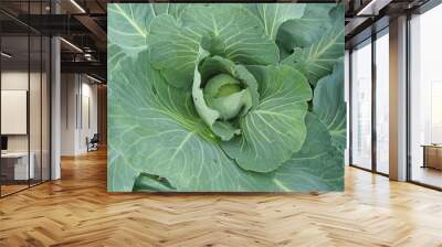 growing cabbage 2 Wall mural