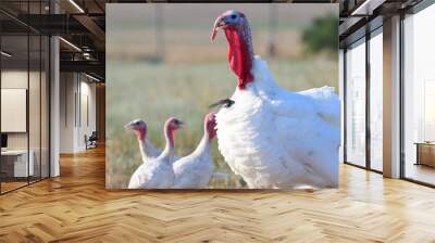 Portrait of a domestic turkey, showing off his vibrant red throat and blue head Wall mural