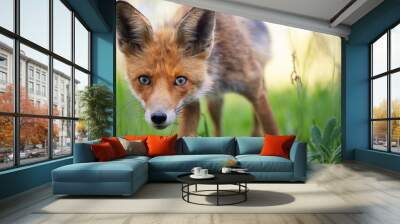 Portrait of a red fox Vulpes vulpes in the wild. Close up Wall mural