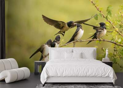 The barn swallow feeds one of its four nestling in flight. Wall mural