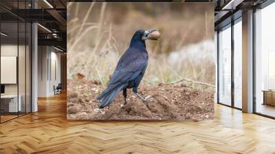 The rook, Corvus frugilegus, stands with a nut in its beak Wall mural