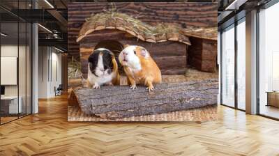 two cute funny guinea pigs sitting together side by side in a cage Wall mural