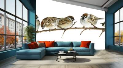 Watercolor drawing sparrows sitting on a branch Wall mural