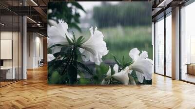 White flowers bloom gracefully in the rain, set against a soft, blurred green backdrop, capturing nature's peaceful beauty. Wall mural