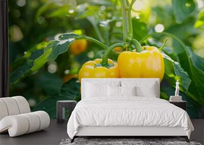 Yellow juicy sweet peppers on field on a sunny day. The concept of growing vegetables, agribusiness development.
 Wall mural