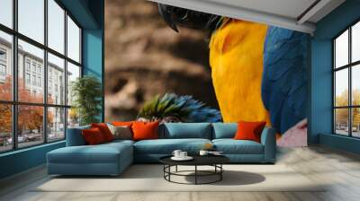 Two blue and yellow macaw (Ara ararauna) Wall mural