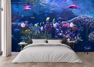 coral reef and fishes in aquarium  Wall mural