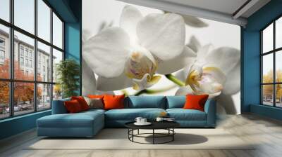 Floral background with white orchid phalaenopsis Wall mural