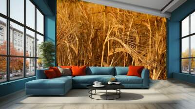 golden wheat field in summer Wall mural