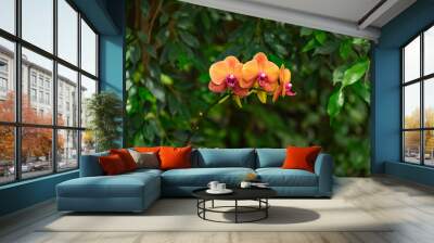 Natural floral background. Tropical vegetation, orange phalaenopsis orchid Wall mural