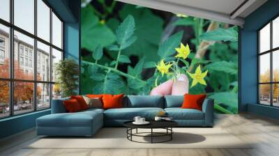 Close up of a hand holding blooming tomato plant flowers growing in a greenhouse garden Wall mural