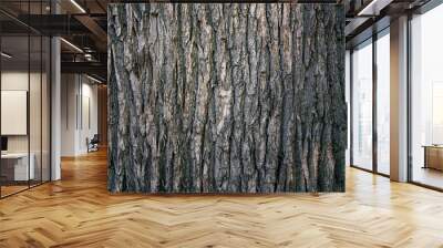 dry tree bark texture and background, nature concept Wall mural