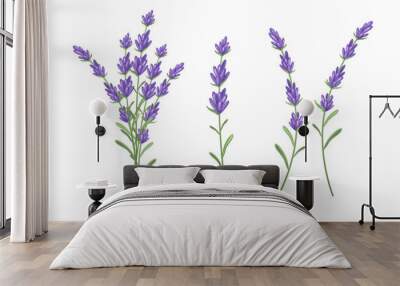 A set of lavender sprigs.Vector illustration isolated on a white background. Wall mural