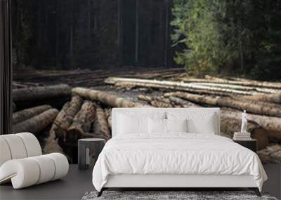 Massively cutting down trees - deforestation, an ecological and environmental crisis. Forest pine and spruce trees. Log trunks pile, the logging timber wood industry. Wide banner or panorama wooden tr Wall mural