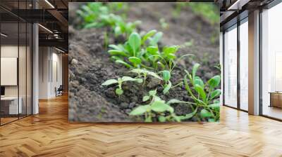 Young fresh organic spinach plants in a greenhouse - selective focus. Growing microgreens. Healthy food concept Wall mural