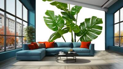 monstera in a pot isolated. monstera bush on a white background. Wall mural