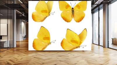 Set of four beautiful yellow butterflies. Phoebis philea butterfly isolated on white background. Butterfly with spread wings and in flight. Wall mural