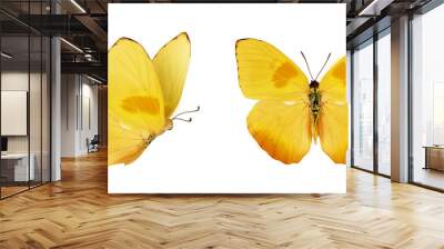 Two beautiful yellow butterflies Phoebis philea isolated on white background. Butterfly with spread wings and in flight. Wall mural