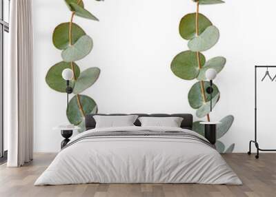 Two Eucalyptus branches isolated on white background Wall mural