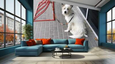 the white dog waited patiently at the entrance to the store Wall mural